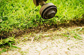 Green grass