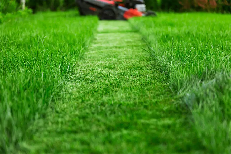 Green grass in the lawn