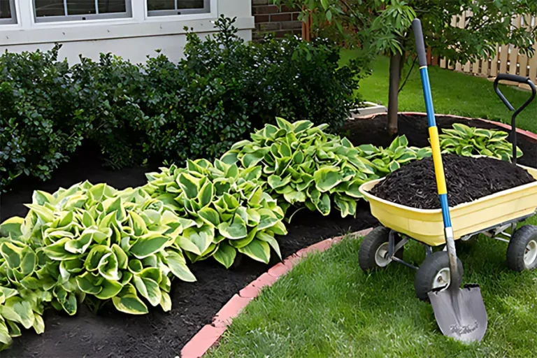 Plantain lilies in a well maintenance commercial landscape in Houston, TX