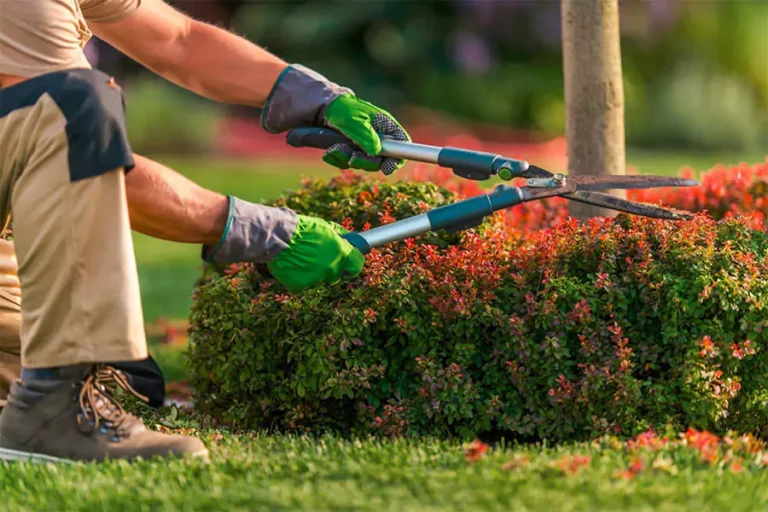 A landscape maintenance expert cutting the plants