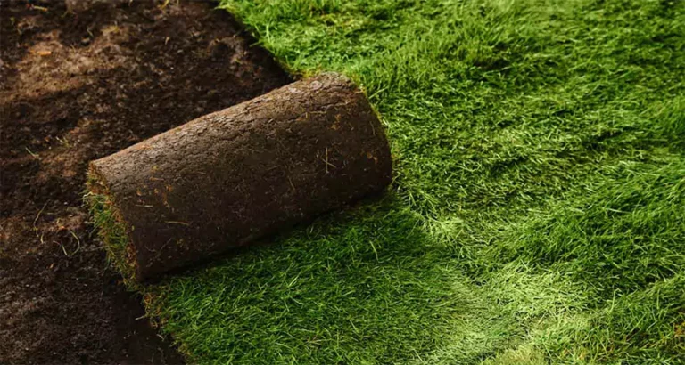 Roll of fresh sod being installed on prepared soil - Top 5 reasons professional sod installation outperforms DIY methods in Houston.