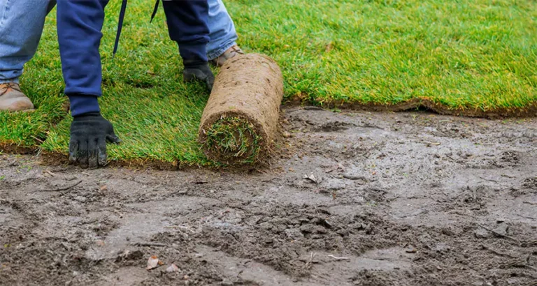 Professional sod installation in Houston with fresh grass being laid on prepared soil