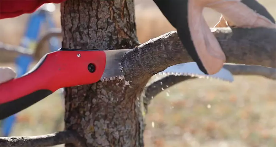 rofessional pruning of tree branch with hand saw for commercial landscape maintenance in Houston