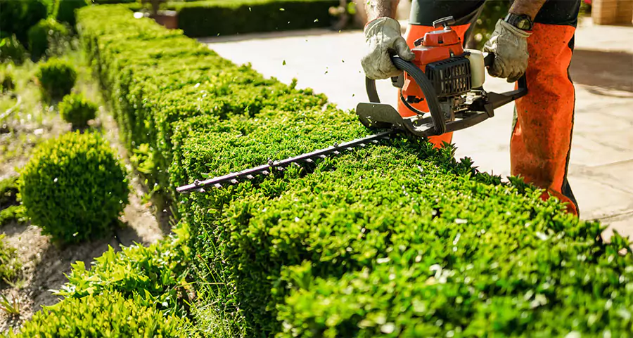 Professional landscaper trimming neatly shaped green shrubs with a hedge trimmer during summer in Houston, TX for routine plant maintenance.
