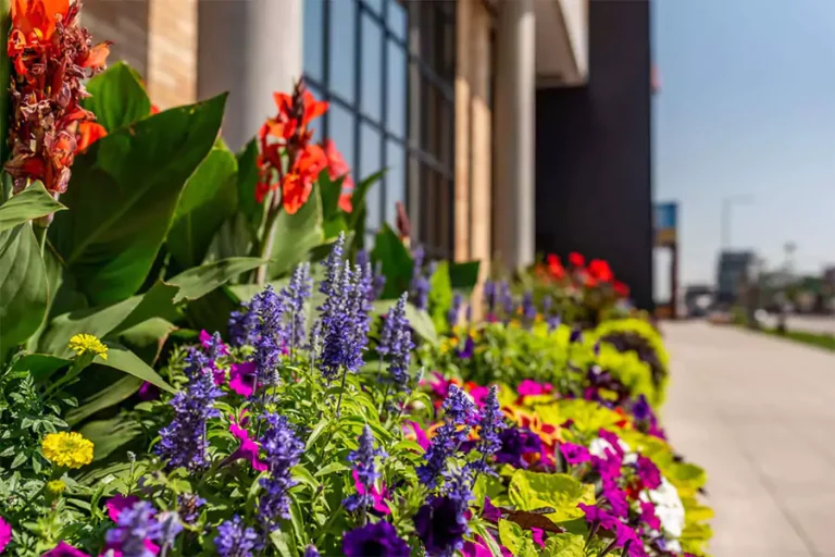 Colorful seasonal flowers including red cannas, purple salvia, yellow marigolds, and vibrant petunias blooming in a Houston commercial landscape design along a sidewalk.