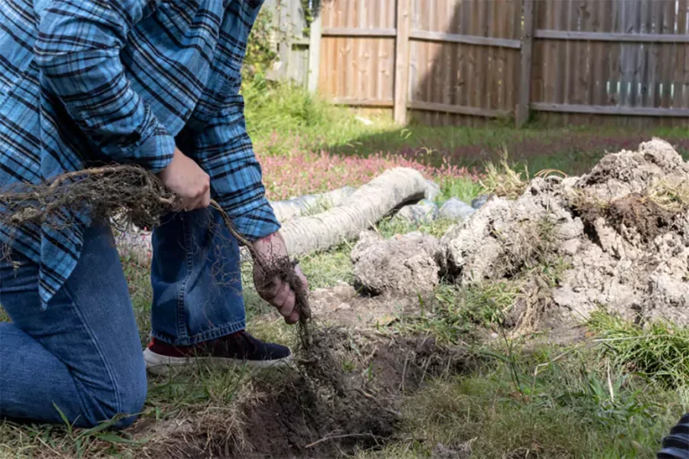 Houston landscape drainage repair showing clogged French drain with roots being removed to prevent fall yard puddles