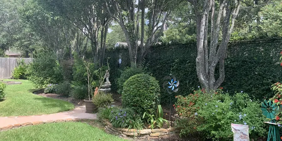 Lots of big trees with a wall