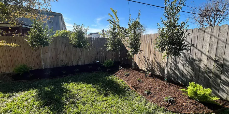 Backyard landscaping with fresh mulch beds, young trees, and ornamental plants along a wooden fence, creating a natural privacy barrier. Designed by Pearce Scapes