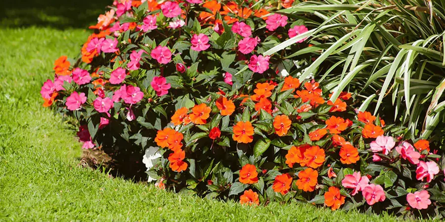Lots of seasonal red color flowers and green grass