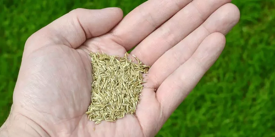 A hand holding seed